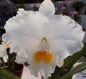 Cattleya Spring Climax