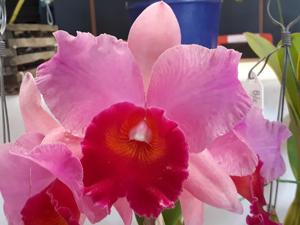 Cattleya Sans Atout