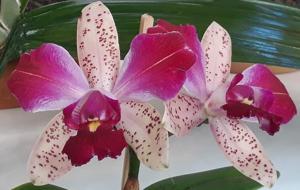 Cattleya Pão de Açúcar