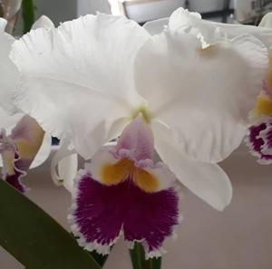 Cattleya Orquidacea's Cristalina