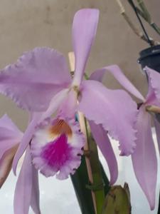 Cattleya Mrs. Myra Peeters