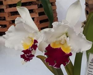 Cattleya Mikkie Nagata