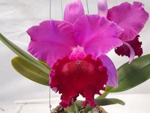 Cattleya João Antonio Nicoli