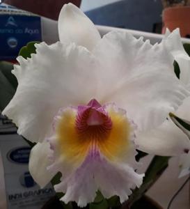 Cattleya Jaguariuna