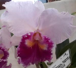 Cattleya Irene Holguin