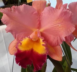 Cattleya Gorim