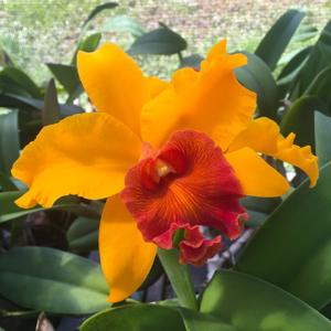 Rhyncholaeliocattleya Apricot Flare