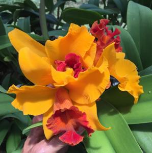 Rhyncholaeliocattleya Apricot Flare