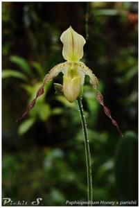 Paphiopedilum Booth's Honey-Par