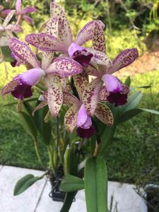 Cattleya Corinne's Spotted SunCoast