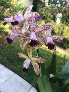 Cattleya Corinne's Spotted SunCoast