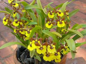 Oncidium Croesus