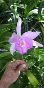 Sobralia Veitchii