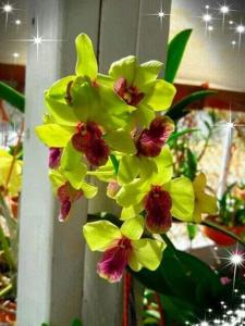 Dendrobium Siam-Burana Greenstar