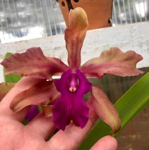 Laeliocattleya Maritza Segovia