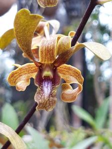 Dendrobium Clairyne Beauty