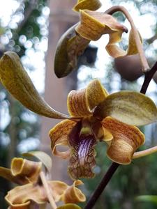 Dendrobium Clairyne Beauty