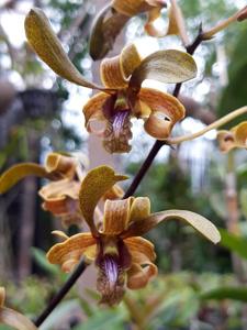 Dendrobium Clairyne Beauty