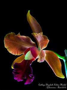 Cattleya Elizabeth Fulton