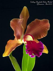 Cattleya Elizabeth Fulton