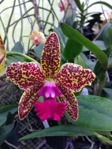 Rhyncholaeliocattleya Naomi's Delight