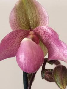 Paphiopedilum Delophyllum