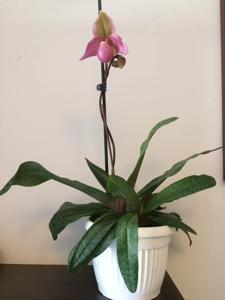 Paphiopedilum Delophyllum