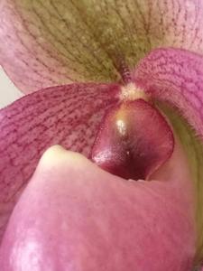 Paphiopedilum Delophyllum