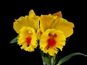 Rhyncholaeliocattleya NP Gold