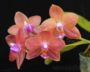 Phalaenopsis LD Sun Dragon