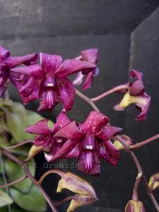 Dendrobium Jaya Srani