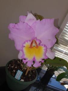 Rhyncholaeliocattleya Dal's Royalty