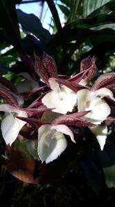 Catasetum Memoria Vera McMillan