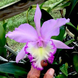 Rhyncholaeliocattleya Priscilla Howard