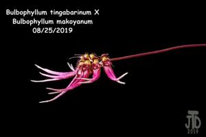 Bulbophyllum Meen Tangerine
