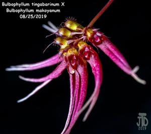Bulbophyllum Meen Tangerine