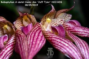 Bulbophyllum A-doribil Candy Ann