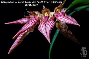 Bulbophyllum A-doribil Candy Ann