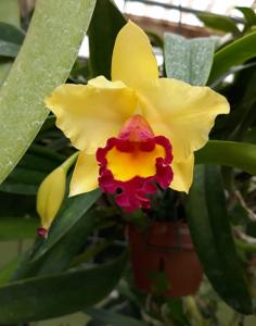 <i>Rhyncholaeliocattleya</i> Murtha's Luck