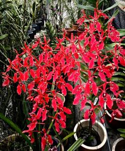 Renanthera Paloma Picasso