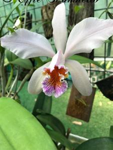 Cattleya Heloisiae