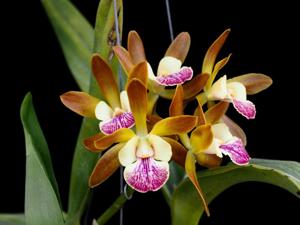 Enanthleya Petcharatana Plus