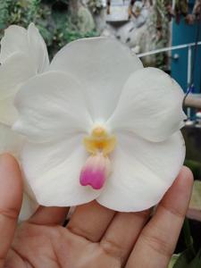 Vanda Muang Thong