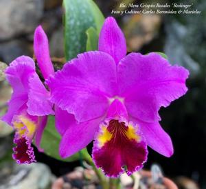 Rhyncholaeliocattleya Memoria Crispin Rosales