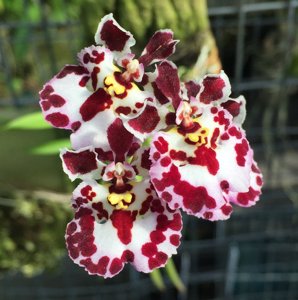 Tolumnia Jairak Firm