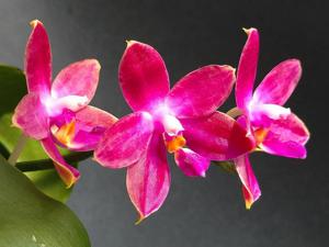 Phalaenopsis Violet Charm