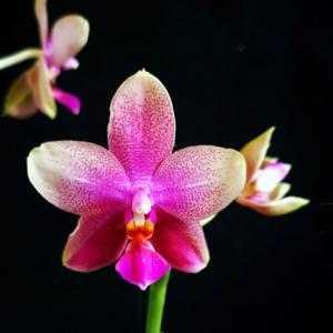 Phalaenopsis Sweet Memory