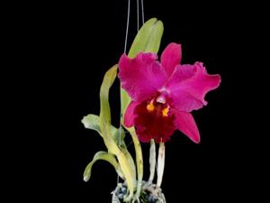 Rhyncholaeliocattleya War Chant