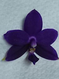 Phalaenopsis Lioulin Blue Eagle