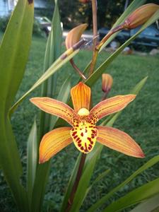 Cymbidium Chen's Ruby